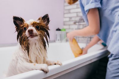 Pet Grooming and Pet Sitting Insurance in Pensacola, FL by Dave Reed Insurance