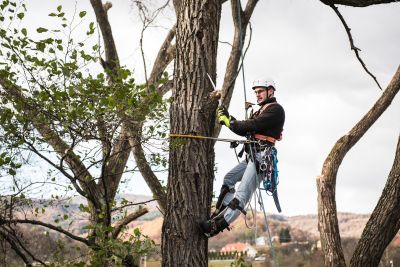 Tree Trimming Insurance in Pensacola, FL by Dave Reed Insurance